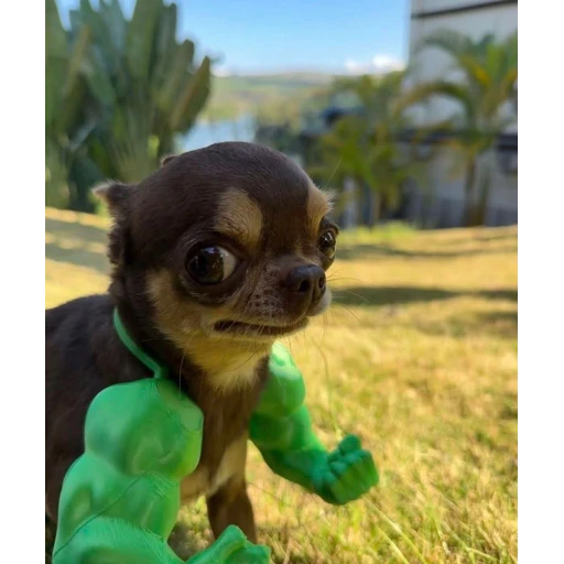 Figurinha: Cachorro Hulk