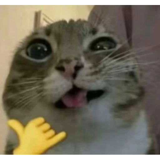 Figurinha: Gato fazendo sinal de 'alô'