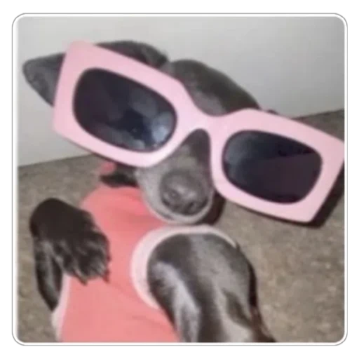 Figurinha: Cachorro com óculos rosa