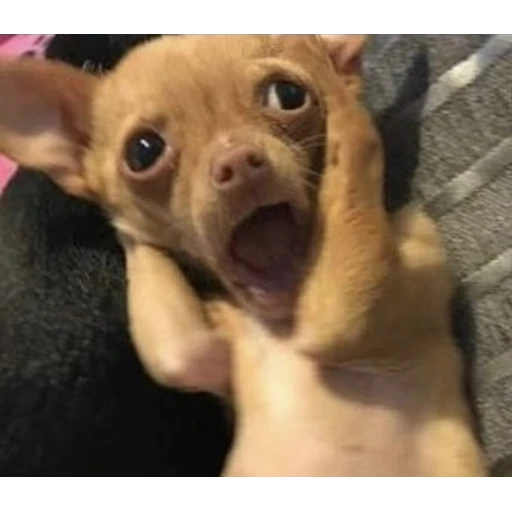 Figurinha: Cachorro assustado