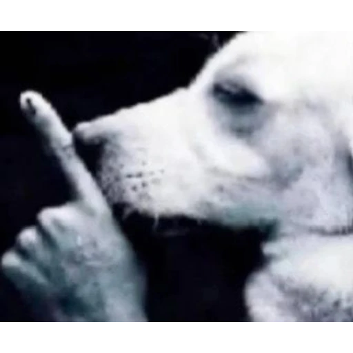 Figurinha: Cachorro fazendo silêncio