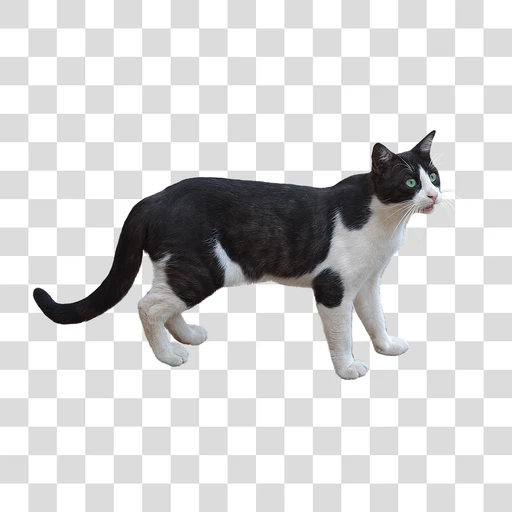 Sticker: Black and white cat