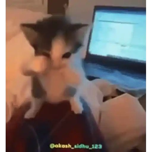 Figurinha: Gatinho fofo de óculos