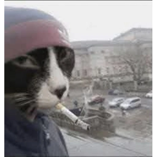 Figurinha: Gato Fumante