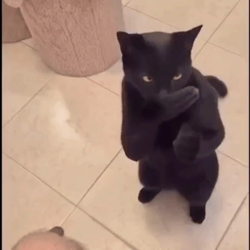 Figurinha: Gato mandando beijo