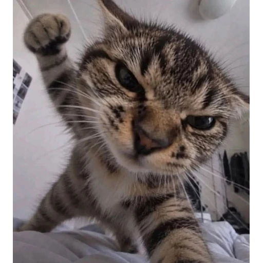 Figurinha: Gato bravo