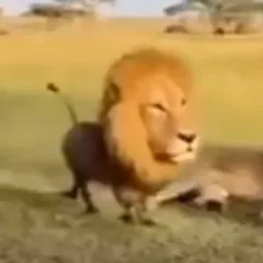Figurinha: Leão anão engraçado