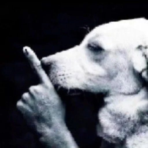 Figurinha: Cachorro pedindo silêncio