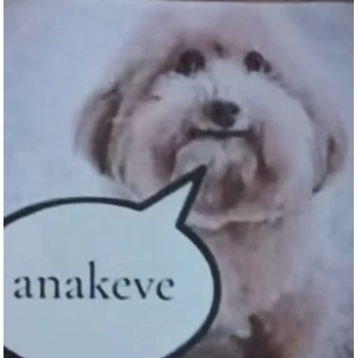 Figurinha: Anakeve