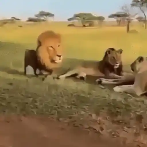 Figurinha: Leões na Savana