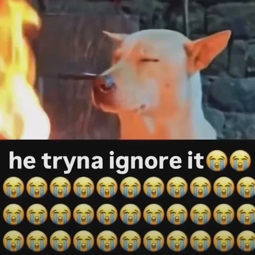 Figurinha: Cachorro ignorando o fogo