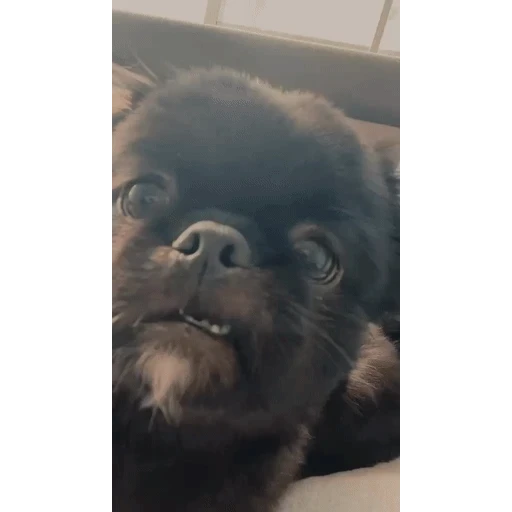 Figurinha: Cachorrinho engraçado