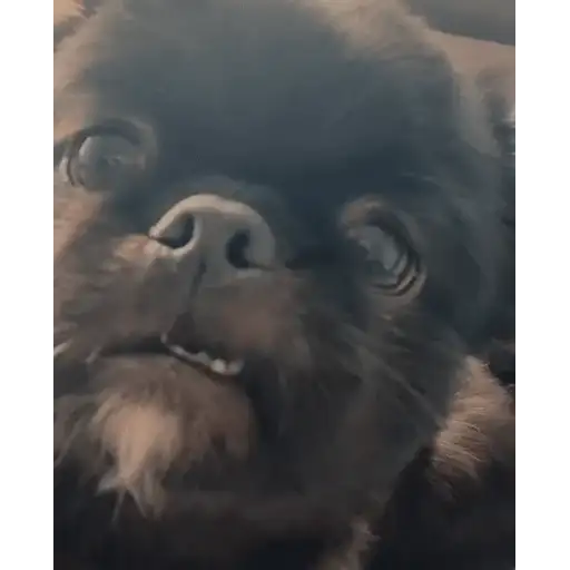 Figurinha: Cachorrinho engraçado
