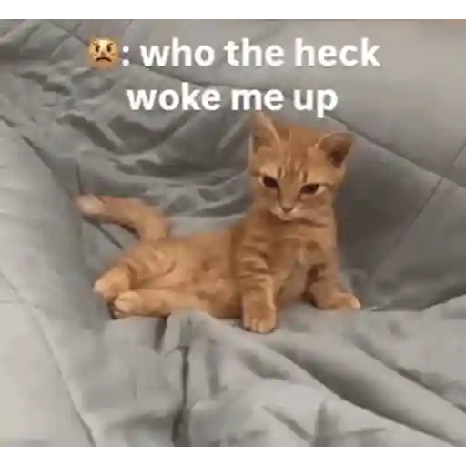 Figurinha: Gatinho bravo