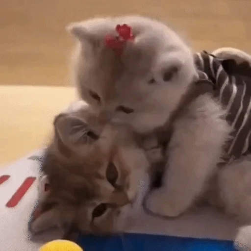 Figurinha: Gatinhos Carinhosos