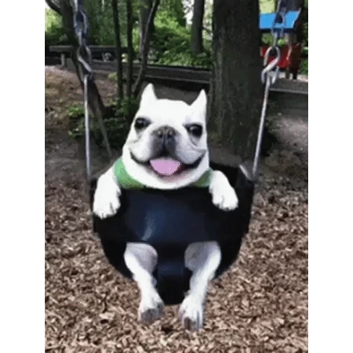 Figurinha: Cachorro feliz no balanço