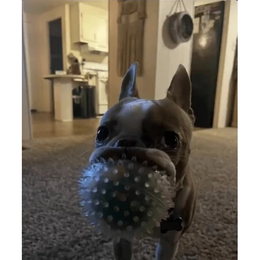 Figurinha: Cachorrinho com brinquedo