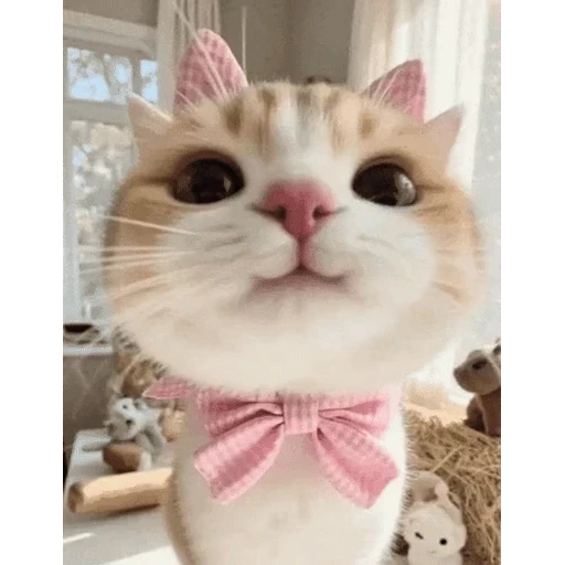 Figurinha: Gatinho Fofo de Laço