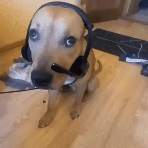 Figurinha: Cachorro Gamer