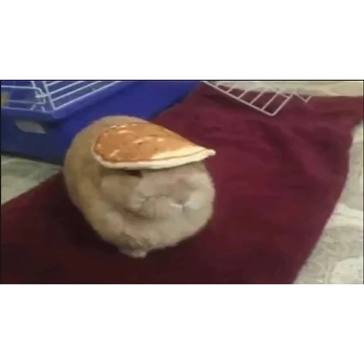 Figurinha: Coelhinho Panqueca