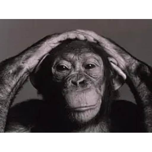 Figurinha: Macaco com as mãos na cabeça