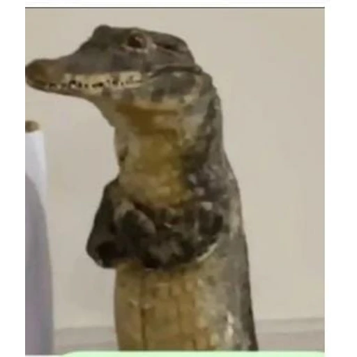 Figurinha: Jacaré educado