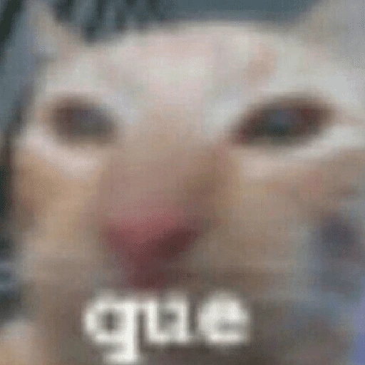 Figurinha: Gato 'Que'
