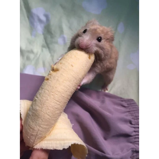 Figurinha: Hamster comendo banana