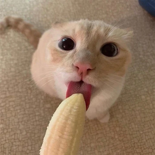 Figurinha: Gatinho comendo banana
