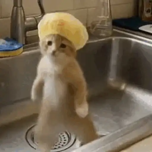 Figurinha: Gatinho chef na pia