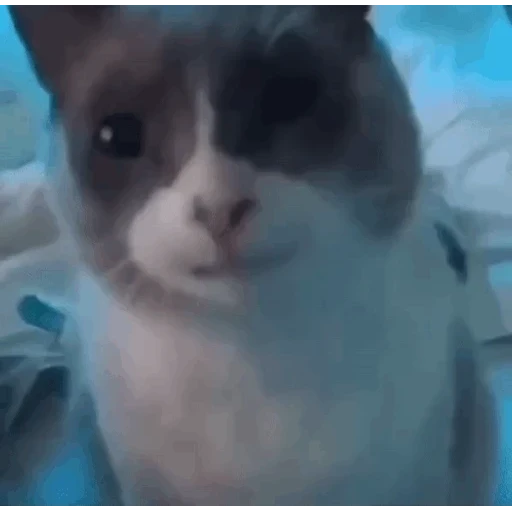 Figurinha: Gatinho triste com olhar perdido