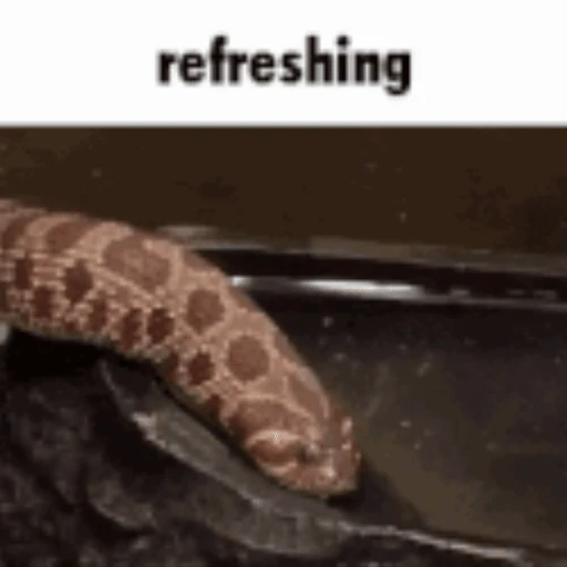 Figurinha: Cobra se refrescando