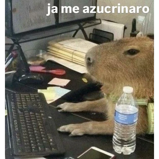Figurinha: Capivara no trabalho