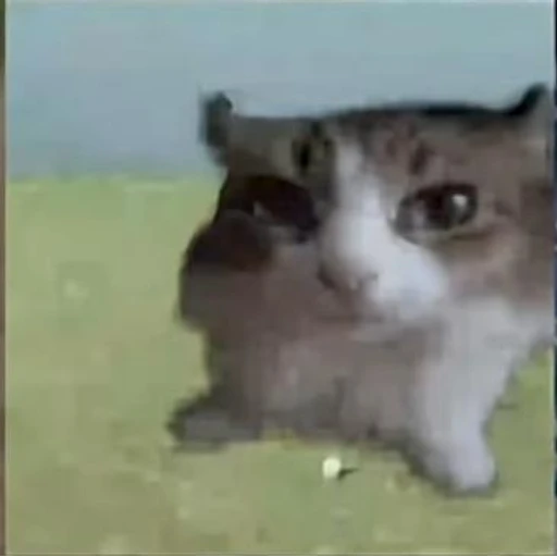 Figurinha: Gato esquisito