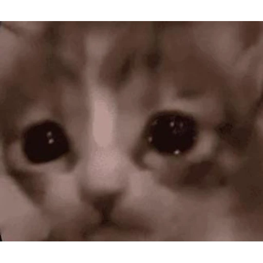 Figurinha: Gatinho triste
