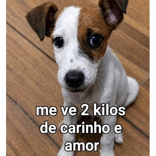 Figurinha: 2 quilos de carinho e amor