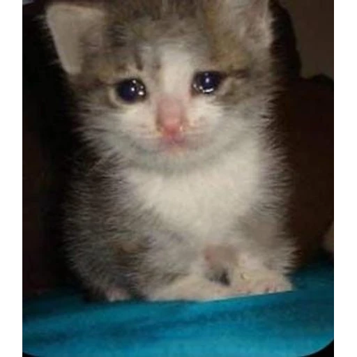 Figurinha: Gatinho triste