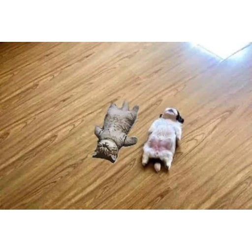 Figurinha: Gatinho e filhote dormindo