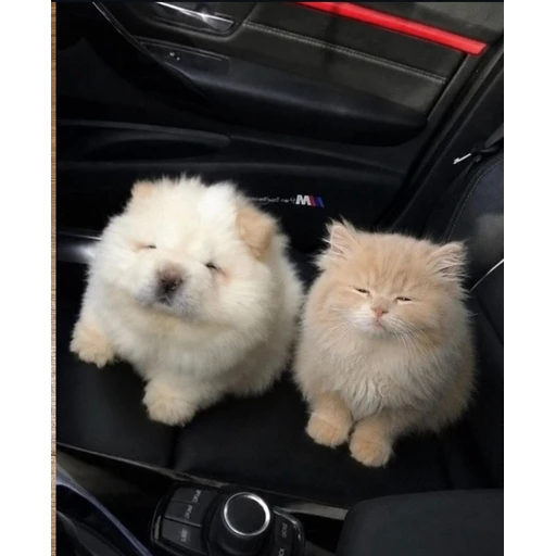 Figurinha: Cachorrinho e gatinho fofos