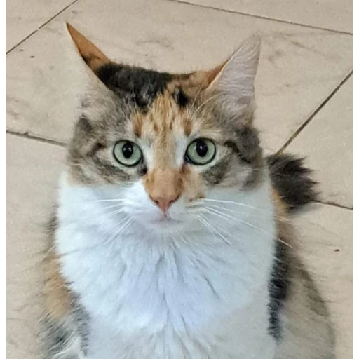 Figurinha: Gatinha tricolor