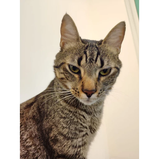 Figurinha: Gato com olhar sério