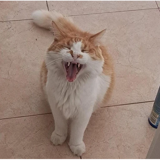 Figurinha: Gato bocejando