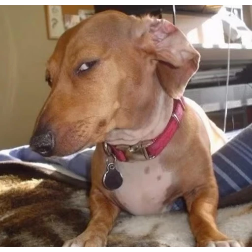 Figurinha: Cachorro desconfiado