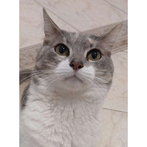 Figurinha: Gatinho fofo