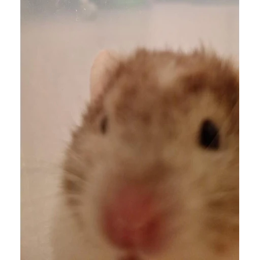 Sticker: Curious hamster