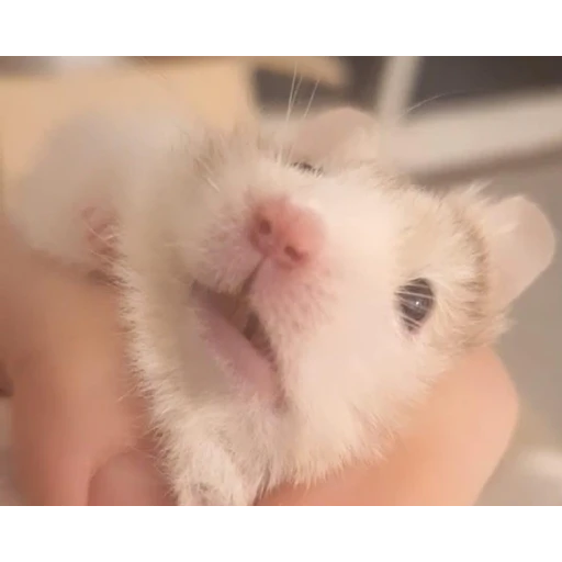 Sticker: Hamster lindo