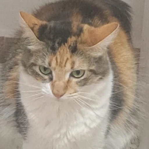 Figurinha: Gata tricolor