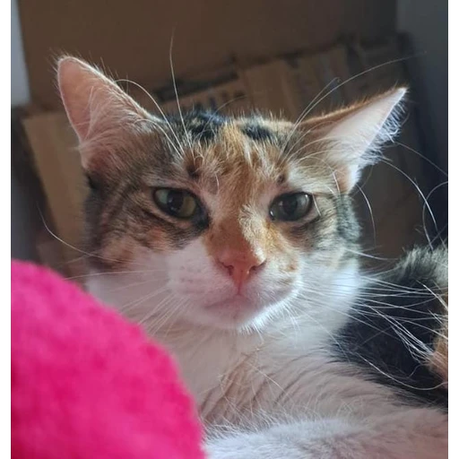 Figurinha: Gatinha tricolor