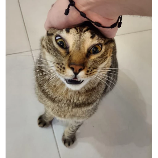 Figurinha: Gato Engraçado