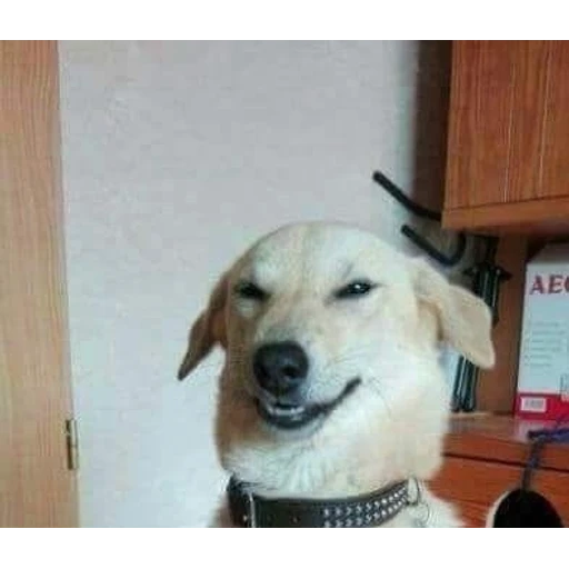 Figurinha: Cachorro debochado